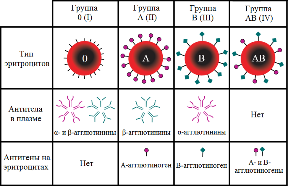Схема. 1 Группы крови по антигену АВ.