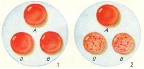 Рис. 1-2